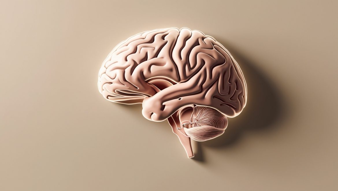 Анатомическое изображение головного мозга человека с выделенными цветом основными отделами и структурами